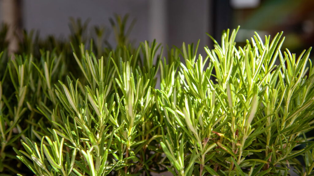 Essa planta repele lacraias de ambientes úmidos