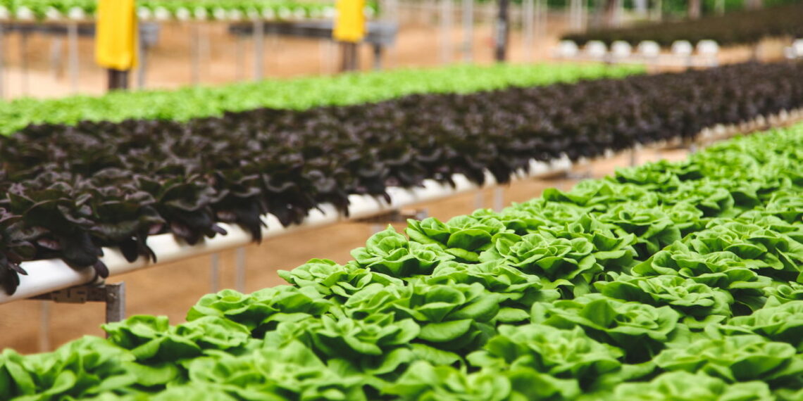 Aprenda a ter um cultivo saudável e fácil de alface em casa para não ter que gastar no mercado