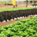 Aprenda a ter um cultivo saudável e fácil de alface em casa para não ter que gastar no mercado