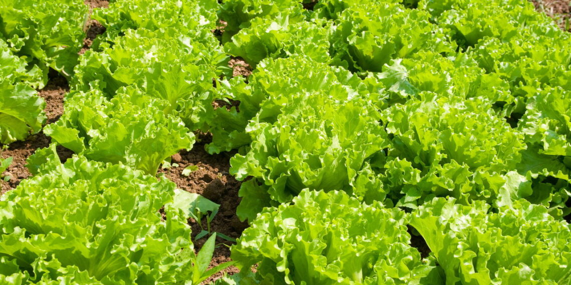 Aprenda a ter um cultivo próspero e saudável de alface em casa sem erro