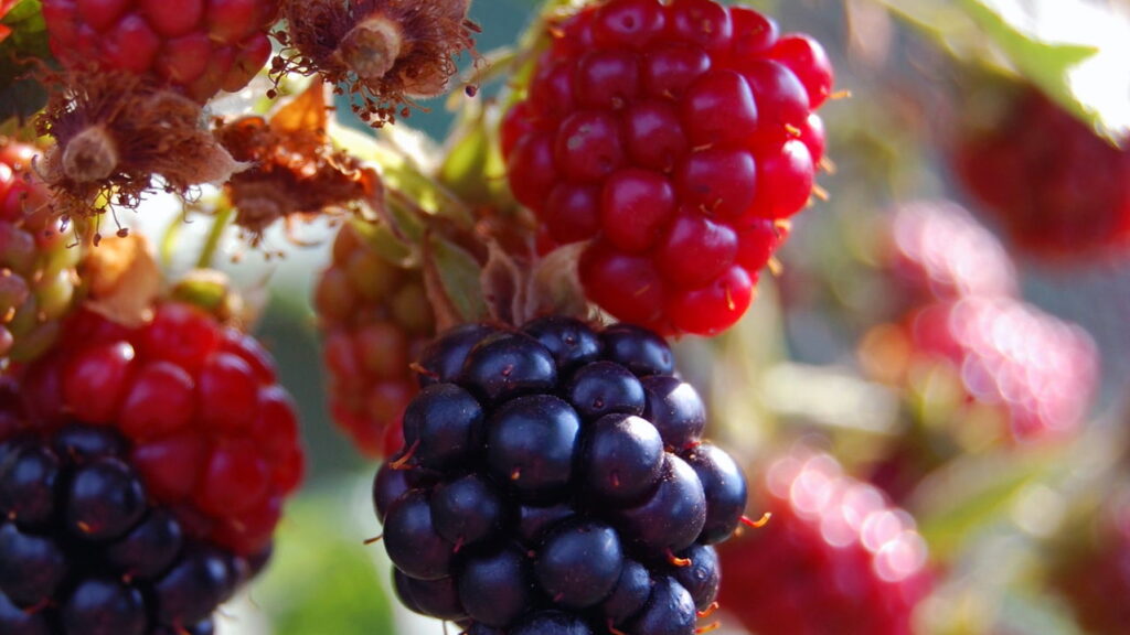 3 frutas para plantar em varandas expostas de casa