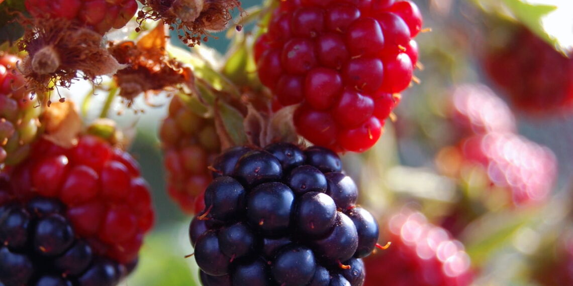 3 frutas para plantar em varandas expostas de casa