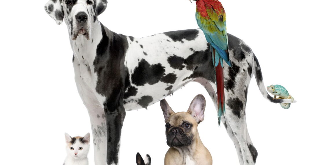 Curiosidades que revelam como os animais pensam e sentem