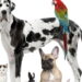 Curiosidades que revelam como os animais pensam e sentem