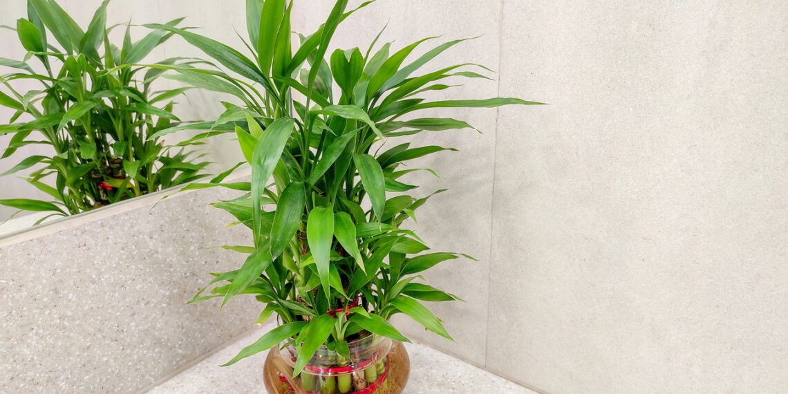As plantas de crescimento rápido que são tendência