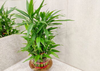 As plantas de crescimento rápido que são tendência