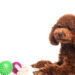 5 cuidados fundamentais para criar pets em apartamento