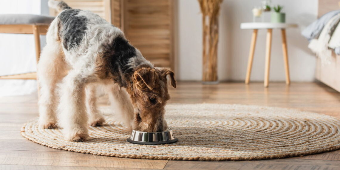 Seu pet pode viver mais e melhor com essas mudanças na alimentação