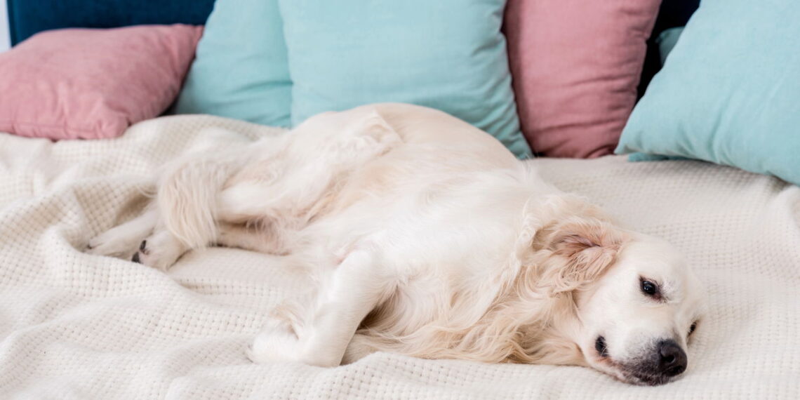 Cuidados essenciais com o cão no frio que todo tutor precisa saber