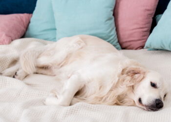 Cuidados essenciais com o cão no frio que todo tutor precisa saber