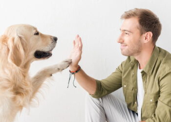 O que os cachorros realmente entendem quando você fala?
