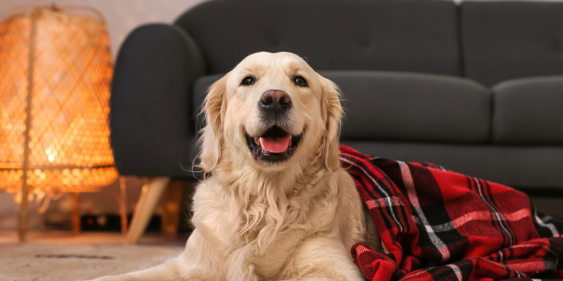 As 5 plantas mais seguras para quem tem cachorro em casa