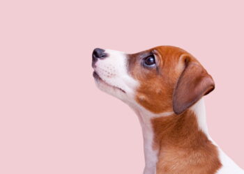 Os 5 cuidados mais importantes para a saúde do seu pet em 2025