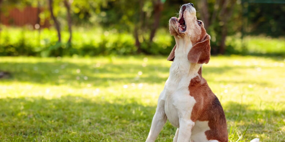 Por que os cães latem para umas pessoas e ignoram outras