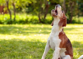 Por que os cães latem para umas pessoas e ignoram outras