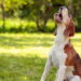Por que os cães latem para umas pessoas e ignoram outras