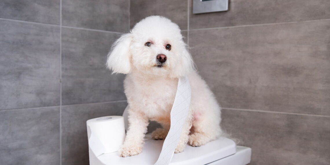 A forma mais rápida de ensinar seu cachorro a fazer cocô no lugar certo