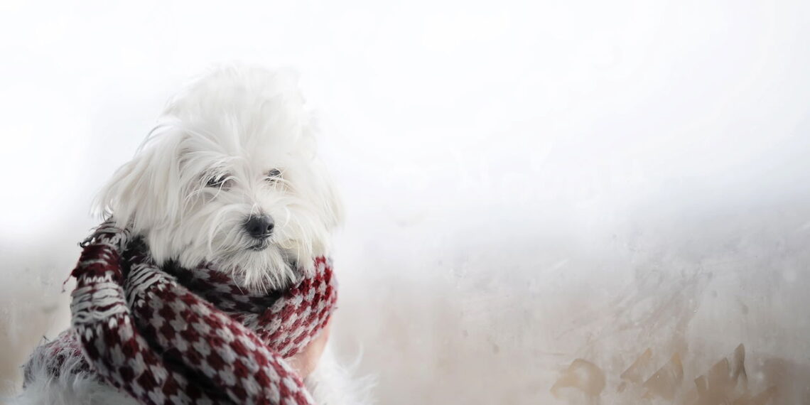 O inverno chegou e seu cão pode estar em perigo sem que você perceba