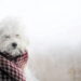 O inverno chegou e seu cão pode estar em perigo sem que você perceba