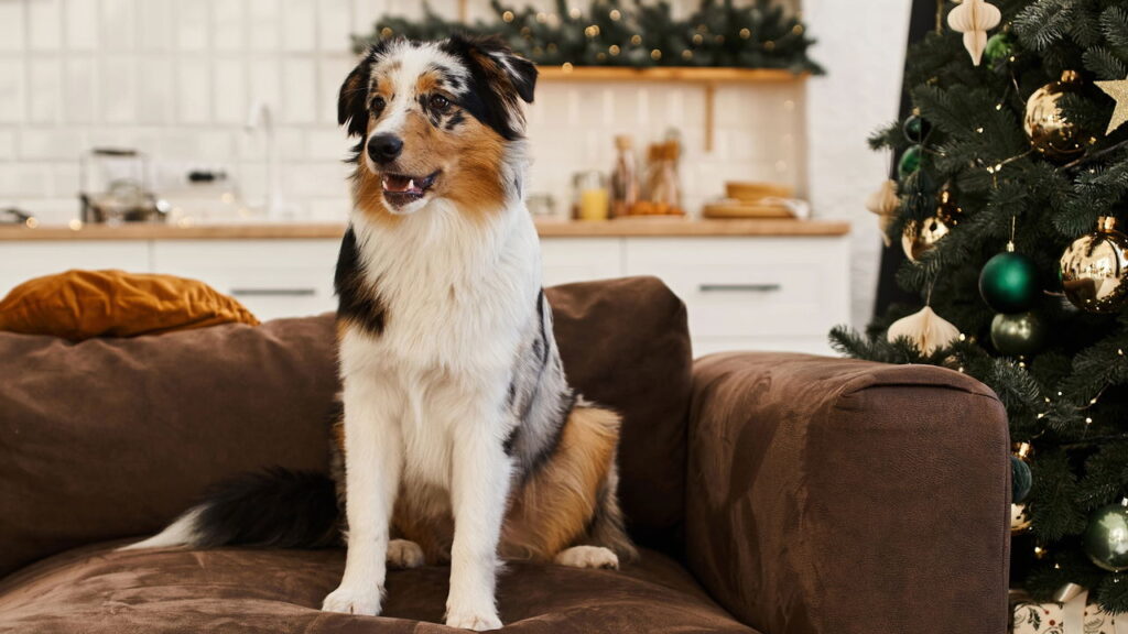 A técnica definitiva para fazer seu cão obedecer sempre