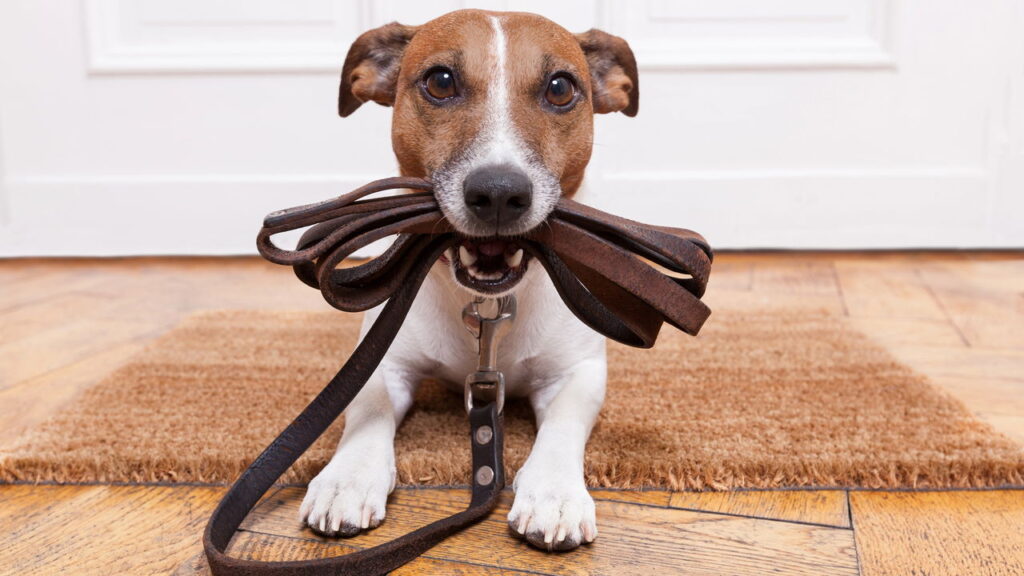 A técnica definitiva para fazer seu cão obedecer sempre