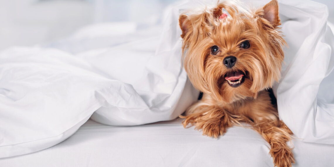 O que a psicologia fala sobre tratar os pets como filhos?