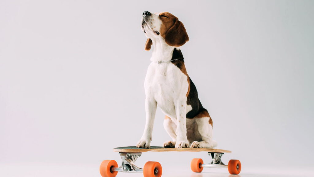 Esse método discreto vem revolucionando o comportamento canino
