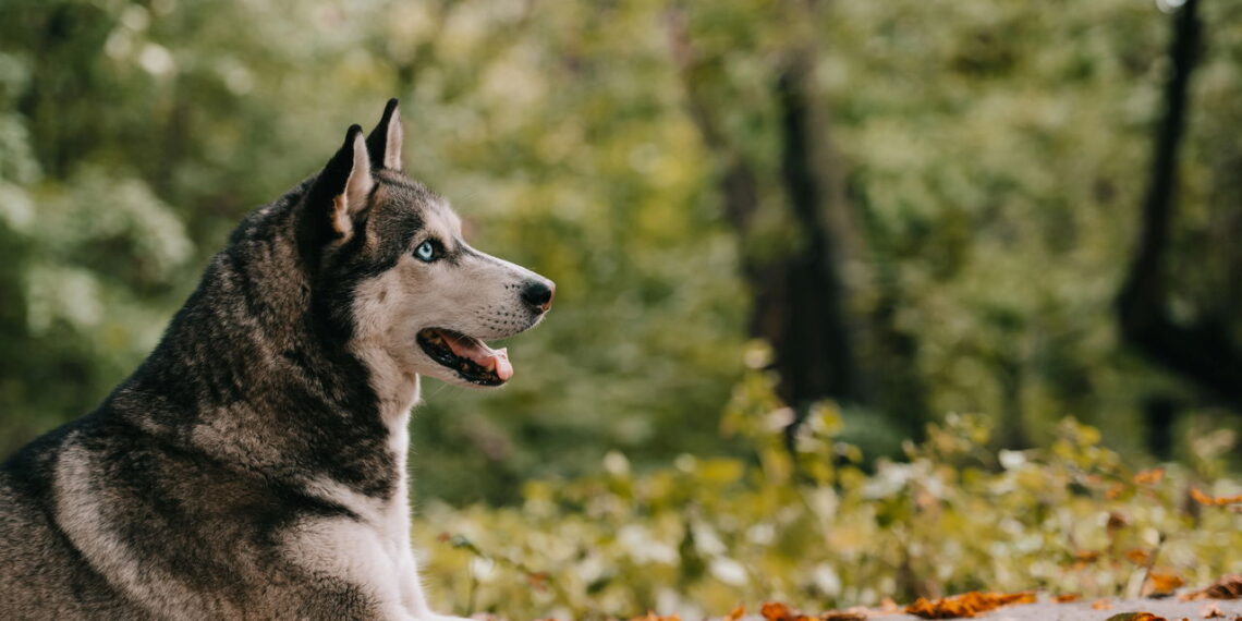 Esse método discreto vem revolucionando o comportamento canino