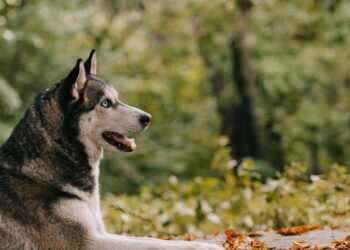 Esse método discreto vem revolucionando o comportamento canino