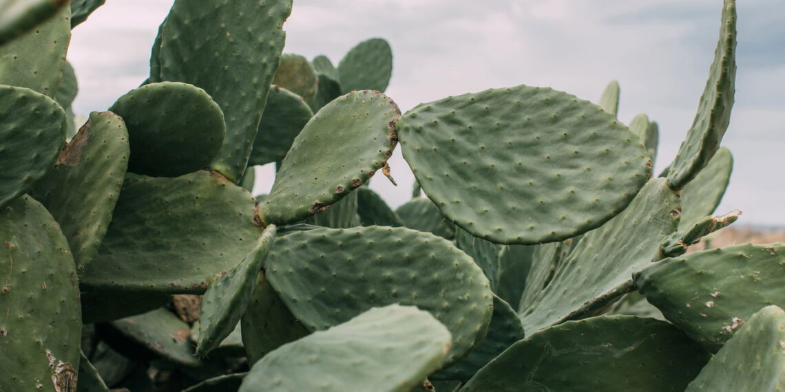 As 5 plantas mais fáceis de cuidar e não precisa regar todo dia