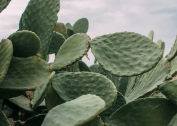 As 5 plantas mais fáceis de cuidar e não precisa regar todo dia