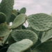 As 5 plantas mais fáceis de cuidar e não precisa regar todo dia
