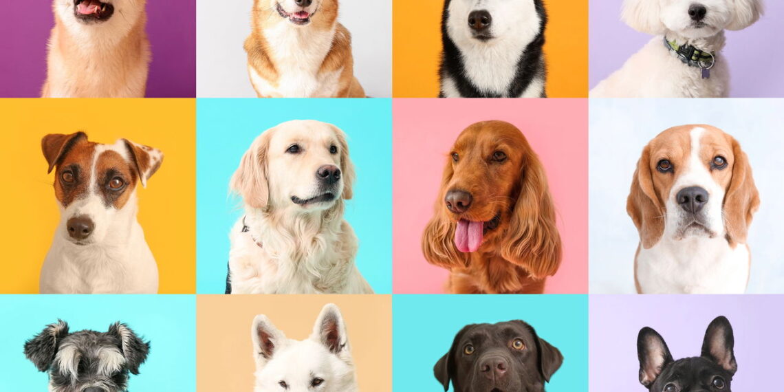 O que o movimento das sobrancelhas do seu cão está tentando dizer?