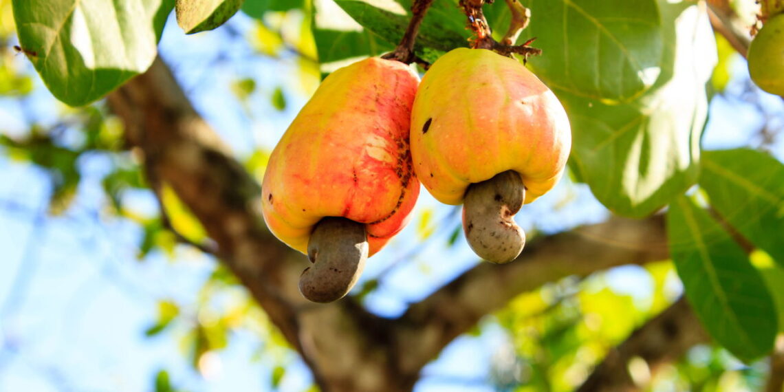 Saiba como é fácil e rápido ter um cultivo de caju em seu quintal
