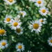 As 10 plantas que ajudam a diminuir o estresse