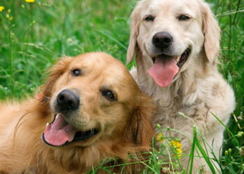 Dois cães em casa promovem mais saúde e equilíbrio do que você imagina