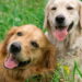Dois cães em casa promovem mais saúde e equilíbrio do que você imagina