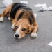 A forma mais eficaz de combater a ansiedade de separação em cães