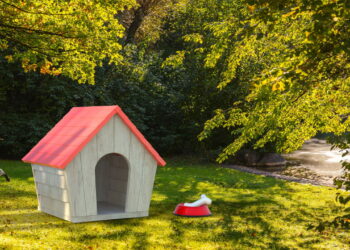 Qual e o melhor lugar para seu cachorro dormi no inverno?