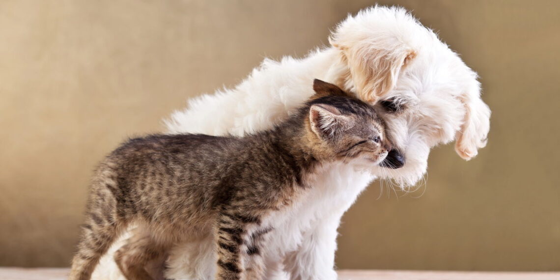 Cuidados essenciais que todo dono de pet precisa conhecer agora