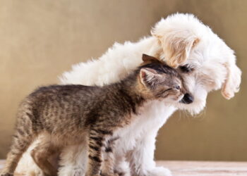 Cuidados essenciais que todo dono de pet precisa conhecer agora