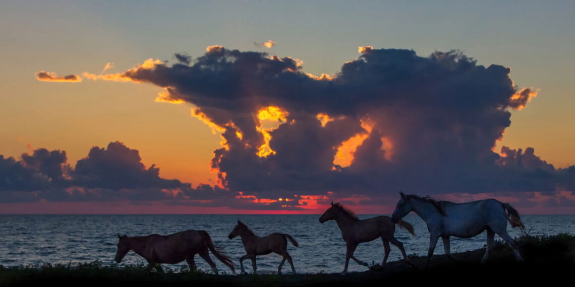 O que acontece quando você decide ter um cavalo como companheiro?