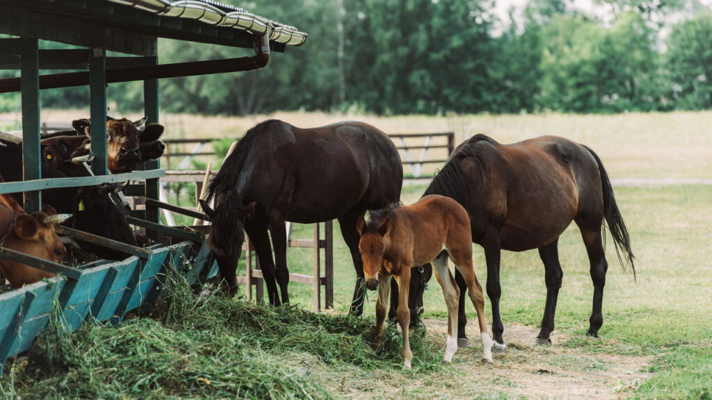O vínculo criado no adestramento pode mudar a relação com seu cavalo