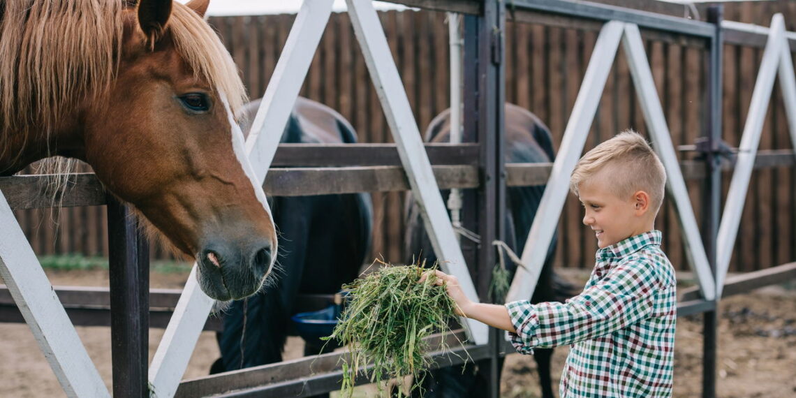 O vínculo criado no adestramento pode mudar a relação com seu cavalo
