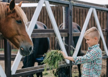 O vínculo criado no adestramento pode mudar a relação com seu cavalo