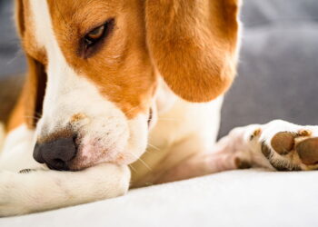 3 chás naturais que aliviam a coceira do seu pet de forma rapida