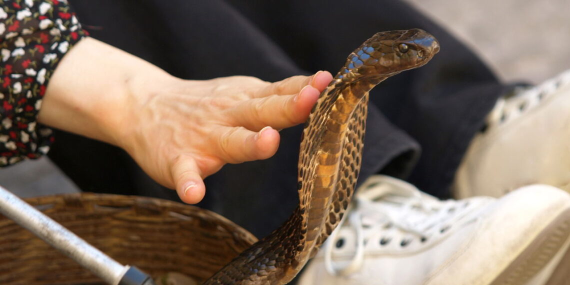 Por que cada vez mais pessoas estão criando cobras em casa? A experiência de criar uma cobra vai além do simples cuidado com um animal de estimação. As comunidades online ajudam a compartilhar informações confiáveis, derrubando preconceitos e popularizando o manejo responsável. O resultado é um ambiente mais acolhedor para novos criadores, que passam a enxergar esses animais com respeito e admiração. Quais cuidados são essenciais antes de começar a criar cobras? É fundamental estudar bem a espécie desejada para garantir uma criação segura e saudável. Cada serpente exige cuidados específicos relacionados à temperatura, umidade e alimentação. Um terrário bem montado deve incluir substrato adequado, esconderijos e luz controlada para manter o conforto do animal. Além do ambiente correto, manter uma rotina de cuidados é indispensável. Confira o essencial: Alimentação apropriada, geralmente com roedores Água limpa e sempre disponível Higiene frequente do local para evitar doenças @brunasunshine apenas vantagens ! . caso vc queira uma serpente e nao saiba onde adquirir terrário e as outras coisas necessárias, a Da Silva Sauro é o local certo pra isso!! tem vários produtos pra todo tipo de bicho :) ♬ カフェでボサノバを聴く休日 - ya-su Essas práticas ajudam a prolongar a vida do animal e contribuem para o bem-estar geral da serpente no cativeiro. serpente. Quais espécies são ideais para quem está começando? Algumas espécies são perfeitas para iniciantes por apresentarem temperamento calmo e fácil adaptação. Elas se destacam por serem mais tolerantes ao manejo e por facilitarem o aprendizado inicial sobre criação. Entre as opções mais recomendadas estão: Corn Snake, ou cobra-do-milho Python regius, conhecida como python-bola King Snake, chamada de cobra-rei Além de serem mais dóceis, essas espécies possuem porte médio e boa aceitação alimentar. Mesmo assim, é importante lembrar que todo animal exige atenção constante, independentemente de ser considerado "fácil".á começando. É necessário ter autorização para criar cobras legalmente? Sim, no Brasil, a criação de cobras depende de autorização de órgãos ambientais como o IBAMA. O processo legal garante não só a segurança jurídica do criador, como também auxilia na preservação das espécies. Somente criadouros autorizados podem vender serpentes com documentação regularizada. Antes de adquirir o animal, o futuro tutor deve: Certificar-se de que o local é credenciado Solicitar a nota fiscal e o registro da serpente Guardar os documentos para eventuais fiscalizações Ignorar essas exigências pode resultar em multa ou penalização por crime ambiental, além de prejudicar a conservação da fauna. Como alimentar cobras corretamente em cativeiro? A alimentação das cobras é uma das curiosidades mais comuns. Diferentemente de outros pets, elas consomem presas inteiras, como roedores. Em geral, o alimento pode ser oferecido vivo ou congelado, de acordo com a orientação de um veterinário especializado. A frequência varia conforme o tamanho e a idade da serpente. Cobra-Créditos: depositphotos.com / nevenm Para uma alimentação segura e eficiente: Use pinças para evitar acidentes Evite manusear o animal logo após a refeição Observe sinais de saciedade ou rejeição de alimento Além disso, manter um registro das refeições ajuda a acompanhar o desenvolvimento e o estado de saúde do animal. Quais são os mitos mais comuns sobre a criação de cobras? Muitos ainda acreditam que todas as cobras são perigosas e incontroláveis, o que não corresponde à realidade. A maior parte das espécies criadas em cativeiro é dócil e raramente demonstra agressividade quando o manejo é feito corretamente. O medo cultural acaba obscurecendo as qualidades desses animais fascinantes. Outro mito frequente é que cobras não precisam de cuidados médicos. No entanto, elas requerem: Terrário com controle ambiental eficaz Alimentação balanceada e específica Visitas regulares a veterinários de animais silvestres Desmistificar essas ideias é fundamental para um convívio mais harmonioso e consciente com as serpentes, promovendo a valorização da vida animal. O que torna a experiência de criar cobras tão enriquecedora? Criar cobras proporciona uma conexão única com o reino animal, aliando respeito, paciência e aprendizado constante. Ao contrário do que muitos imaginam, a convivência com esses répteis pode ser afetuosa e recompensadora, especialmente quando se respeita seu comportamento natural. Além disso, a experiência contribui para o desenvolvimento de habilidades como: Observação e percepção de detalhes Compromisso com a rotina de cuidados Quebra de preconceitos enraizados na cultura Para muitos criadores, a relação com a serpente vai além da posse de um pet, tornando-se uma verdadeira jornada de descoberta e empatia.