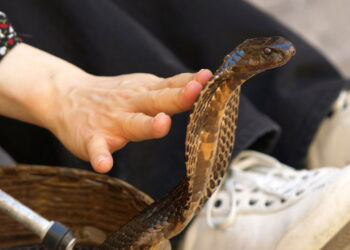 Por que cada vez mais pessoas estão criando cobras em casa? A experiência de criar uma cobra vai além do simples cuidado com um animal de estimação. As comunidades online ajudam a compartilhar informações confiáveis, derrubando preconceitos e popularizando o manejo responsável. O resultado é um ambiente mais acolhedor para novos criadores, que passam a enxergar esses animais com respeito e admiração. Quais cuidados são essenciais antes de começar a criar cobras? É fundamental estudar bem a espécie desejada para garantir uma criação segura e saudável. Cada serpente exige cuidados específicos relacionados à temperatura, umidade e alimentação. Um terrário bem montado deve incluir substrato adequado, esconderijos e luz controlada para manter o conforto do animal. Além do ambiente correto, manter uma rotina de cuidados é indispensável. Confira o essencial: Alimentação apropriada, geralmente com roedores Água limpa e sempre disponível Higiene frequente do local para evitar doenças @brunasunshine apenas vantagens ! . caso vc queira uma serpente e nao saiba onde adquirir terrário e as outras coisas necessárias, a Da Silva Sauro é o local certo pra isso!! tem vários produtos pra todo tipo de bicho :) ♬ カフェでボサノバを聴く休日 - ya-su Essas práticas ajudam a prolongar a vida do animal e contribuem para o bem-estar geral da serpente no cativeiro. serpente. Quais espécies são ideais para quem está começando? Algumas espécies são perfeitas para iniciantes por apresentarem temperamento calmo e fácil adaptação. Elas se destacam por serem mais tolerantes ao manejo e por facilitarem o aprendizado inicial sobre criação. Entre as opções mais recomendadas estão: Corn Snake, ou cobra-do-milho Python regius, conhecida como python-bola King Snake, chamada de cobra-rei Além de serem mais dóceis, essas espécies possuem porte médio e boa aceitação alimentar. Mesmo assim, é importante lembrar que todo animal exige atenção constante, independentemente de ser considerado "fácil".á começando. É necessário ter autorização para criar cobras legalmente? Sim, no Brasil, a criação de cobras depende de autorização de órgãos ambientais como o IBAMA. O processo legal garante não só a segurança jurídica do criador, como também auxilia na preservação das espécies. Somente criadouros autorizados podem vender serpentes com documentação regularizada. Antes de adquirir o animal, o futuro tutor deve: Certificar-se de que o local é credenciado Solicitar a nota fiscal e o registro da serpente Guardar os documentos para eventuais fiscalizações Ignorar essas exigências pode resultar em multa ou penalização por crime ambiental, além de prejudicar a conservação da fauna. Como alimentar cobras corretamente em cativeiro? A alimentação das cobras é uma das curiosidades mais comuns. Diferentemente de outros pets, elas consomem presas inteiras, como roedores. Em geral, o alimento pode ser oferecido vivo ou congelado, de acordo com a orientação de um veterinário especializado. A frequência varia conforme o tamanho e a idade da serpente. Cobra-Créditos: depositphotos.com / nevenm Para uma alimentação segura e eficiente: Use pinças para evitar acidentes Evite manusear o animal logo após a refeição Observe sinais de saciedade ou rejeição de alimento Além disso, manter um registro das refeições ajuda a acompanhar o desenvolvimento e o estado de saúde do animal. Quais são os mitos mais comuns sobre a criação de cobras? Muitos ainda acreditam que todas as cobras são perigosas e incontroláveis, o que não corresponde à realidade. A maior parte das espécies criadas em cativeiro é dócil e raramente demonstra agressividade quando o manejo é feito corretamente. O medo cultural acaba obscurecendo as qualidades desses animais fascinantes. Outro mito frequente é que cobras não precisam de cuidados médicos. No entanto, elas requerem: Terrário com controle ambiental eficaz Alimentação balanceada e específica Visitas regulares a veterinários de animais silvestres Desmistificar essas ideias é fundamental para um convívio mais harmonioso e consciente com as serpentes, promovendo a valorização da vida animal. O que torna a experiência de criar cobras tão enriquecedora? Criar cobras proporciona uma conexão única com o reino animal, aliando respeito, paciência e aprendizado constante. Ao contrário do que muitos imaginam, a convivência com esses répteis pode ser afetuosa e recompensadora, especialmente quando se respeita seu comportamento natural. Além disso, a experiência contribui para o desenvolvimento de habilidades como: Observação e percepção de detalhes Compromisso com a rotina de cuidados Quebra de preconceitos enraizados na cultura Para muitos criadores, a relação com a serpente vai além da posse de um pet, tornando-se uma verdadeira jornada de descoberta e empatia.