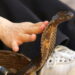 Por que cada vez mais pessoas estão criando cobras em casa? A experiência de criar uma cobra vai além do simples cuidado com um animal de estimação. As comunidades online ajudam a compartilhar informações confiáveis, derrubando preconceitos e popularizando o manejo responsável. O resultado é um ambiente mais acolhedor para novos criadores, que passam a enxergar esses animais com respeito e admiração. Quais cuidados são essenciais antes de começar a criar cobras? É fundamental estudar bem a espécie desejada para garantir uma criação segura e saudável. Cada serpente exige cuidados específicos relacionados à temperatura, umidade e alimentação. Um terrário bem montado deve incluir substrato adequado, esconderijos e luz controlada para manter o conforto do animal. Além do ambiente correto, manter uma rotina de cuidados é indispensável. Confira o essencial: Alimentação apropriada, geralmente com roedores Água limpa e sempre disponível Higiene frequente do local para evitar doenças @brunasunshine apenas vantagens ! . caso vc queira uma serpente e nao saiba onde adquirir terrário e as outras coisas necessárias, a Da Silva Sauro é o local certo pra isso!! tem vários produtos pra todo tipo de bicho :) ♬ カフェでボサノバを聴く休日 - ya-su Essas práticas ajudam a prolongar a vida do animal e contribuem para o bem-estar geral da serpente no cativeiro. serpente. Quais espécies são ideais para quem está começando? Algumas espécies são perfeitas para iniciantes por apresentarem temperamento calmo e fácil adaptação. Elas se destacam por serem mais tolerantes ao manejo e por facilitarem o aprendizado inicial sobre criação. Entre as opções mais recomendadas estão: Corn Snake, ou cobra-do-milho Python regius, conhecida como python-bola King Snake, chamada de cobra-rei Além de serem mais dóceis, essas espécies possuem porte médio e boa aceitação alimentar. Mesmo assim, é importante lembrar que todo animal exige atenção constante, independentemente de ser considerado "fácil".á começando. É necessário ter autorização para criar cobras legalmente? Sim, no Brasil, a criação de cobras depende de autorização de órgãos ambientais como o IBAMA. O processo legal garante não só a segurança jurídica do criador, como também auxilia na preservação das espécies. Somente criadouros autorizados podem vender serpentes com documentação regularizada. Antes de adquirir o animal, o futuro tutor deve: Certificar-se de que o local é credenciado Solicitar a nota fiscal e o registro da serpente Guardar os documentos para eventuais fiscalizações Ignorar essas exigências pode resultar em multa ou penalização por crime ambiental, além de prejudicar a conservação da fauna. Como alimentar cobras corretamente em cativeiro? A alimentação das cobras é uma das curiosidades mais comuns. Diferentemente de outros pets, elas consomem presas inteiras, como roedores. Em geral, o alimento pode ser oferecido vivo ou congelado, de acordo com a orientação de um veterinário especializado. A frequência varia conforme o tamanho e a idade da serpente. Cobra-Créditos: depositphotos.com / nevenm Para uma alimentação segura e eficiente: Use pinças para evitar acidentes Evite manusear o animal logo após a refeição Observe sinais de saciedade ou rejeição de alimento Além disso, manter um registro das refeições ajuda a acompanhar o desenvolvimento e o estado de saúde do animal. Quais são os mitos mais comuns sobre a criação de cobras? Muitos ainda acreditam que todas as cobras são perigosas e incontroláveis, o que não corresponde à realidade. A maior parte das espécies criadas em cativeiro é dócil e raramente demonstra agressividade quando o manejo é feito corretamente. O medo cultural acaba obscurecendo as qualidades desses animais fascinantes. Outro mito frequente é que cobras não precisam de cuidados médicos. No entanto, elas requerem: Terrário com controle ambiental eficaz Alimentação balanceada e específica Visitas regulares a veterinários de animais silvestres Desmistificar essas ideias é fundamental para um convívio mais harmonioso e consciente com as serpentes, promovendo a valorização da vida animal. O que torna a experiência de criar cobras tão enriquecedora? Criar cobras proporciona uma conexão única com o reino animal, aliando respeito, paciência e aprendizado constante. Ao contrário do que muitos imaginam, a convivência com esses répteis pode ser afetuosa e recompensadora, especialmente quando se respeita seu comportamento natural. Além disso, a experiência contribui para o desenvolvimento de habilidades como: Observação e percepção de detalhes Compromisso com a rotina de cuidados Quebra de preconceitos enraizados na cultura Para muitos criadores, a relação com a serpente vai além da posse de um pet, tornando-se uma verdadeira jornada de descoberta e empatia.