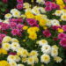 Esses são os melhores métodos para se ter um jardim lindo de flores de crisântemo